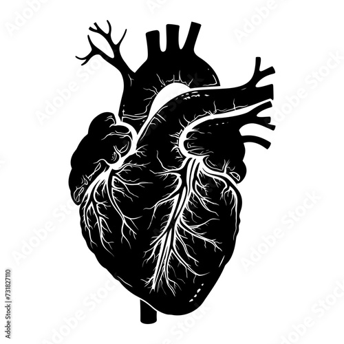 Silhouette for internal organs of the heart black color only