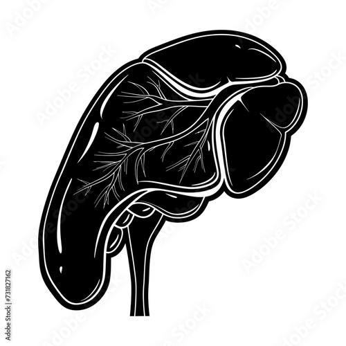 Silhouette for internal organs of the liver black color only