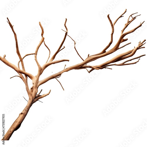 Dry branches, twigs isolated on white background