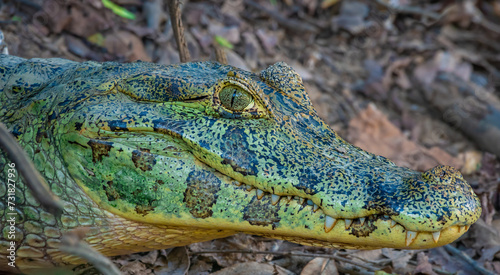 Spectacled caiman (Caiman crocodilus), also known as the white caiman, Santa Rosa de Yacuma Protected Park, Rurrenabaque, Beni, Bolivia