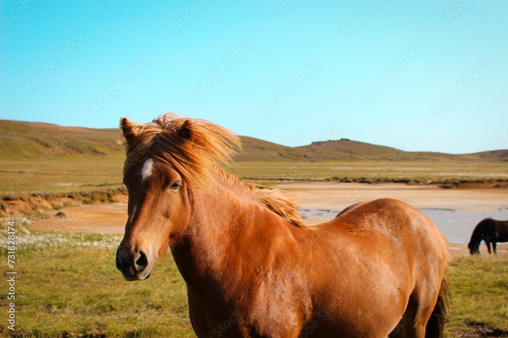 Icelandic horse grazing in a lush green grassy pasture Icelandic horse grazing in a lush green grassy pasture