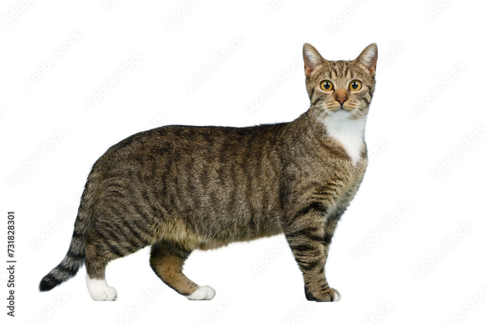 Obraz premium Tabby cat with with feet isolated