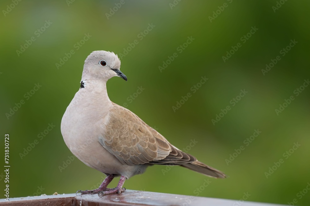 Fototapeta premium Close-up of a Ringed Dove (Streptopelia decaocto) perched on a wooden fence