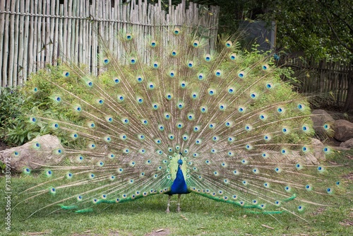 Quadro su tela Vibrant peacock in a lush green meadow, displaying its impressive tail feathers