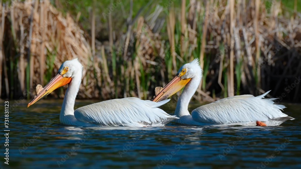 Waterfowl with orange beaks swimming in a shallow pond surrounded by reeds and reedy grass Waterfowl with orange beaks swimming in a shallow pond surrounded by reeds and reedy grass