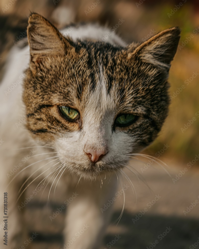 Closeup of a cute stray cat on the blurry background