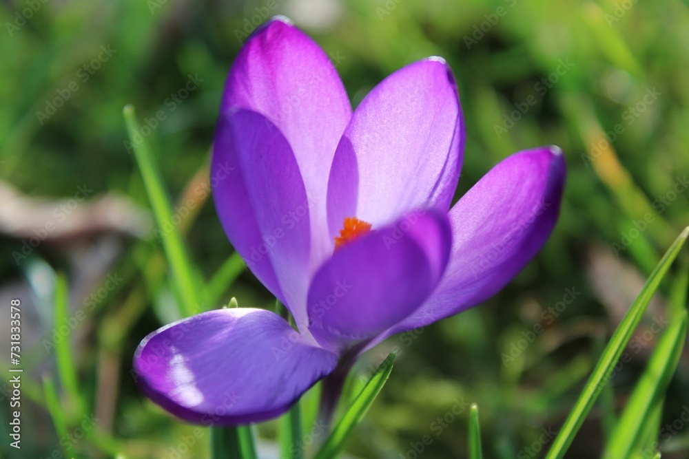 Close-up view of a vibrant crocus purple flower growing in a lush green grassy environment Close-up view of a vibrant crocus purple flower growing in a lush green grassy environment
