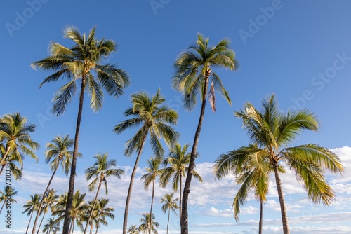 Palm Trees against a Blue Sky © Wirestock
