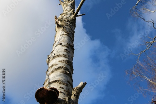Birch tree with mushrooms growing on its trunk and branches photo