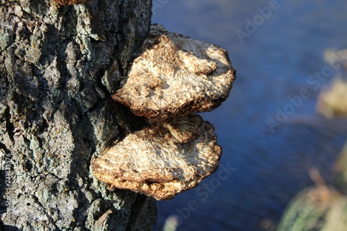 Closeup of a birch tree with mushrooms growing on its trunk photo