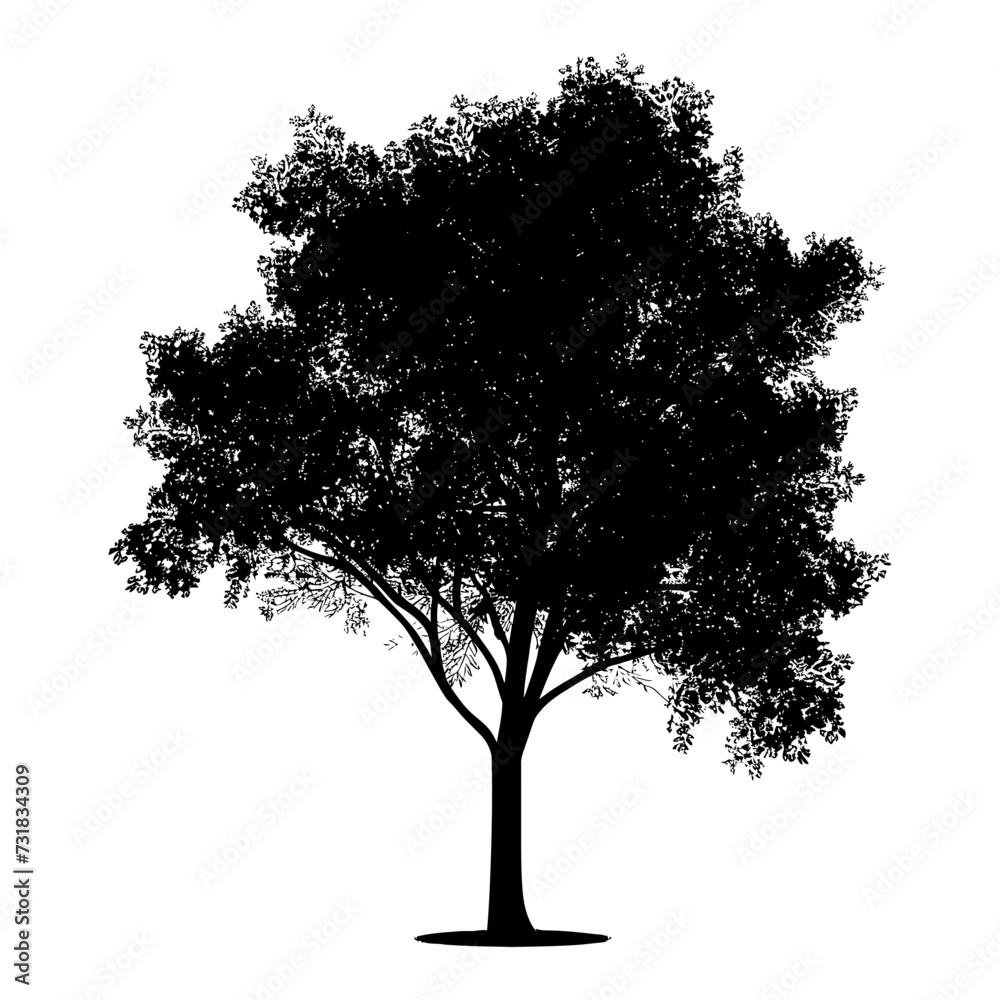 Fototapeta premium Silhouette tree nature black color only