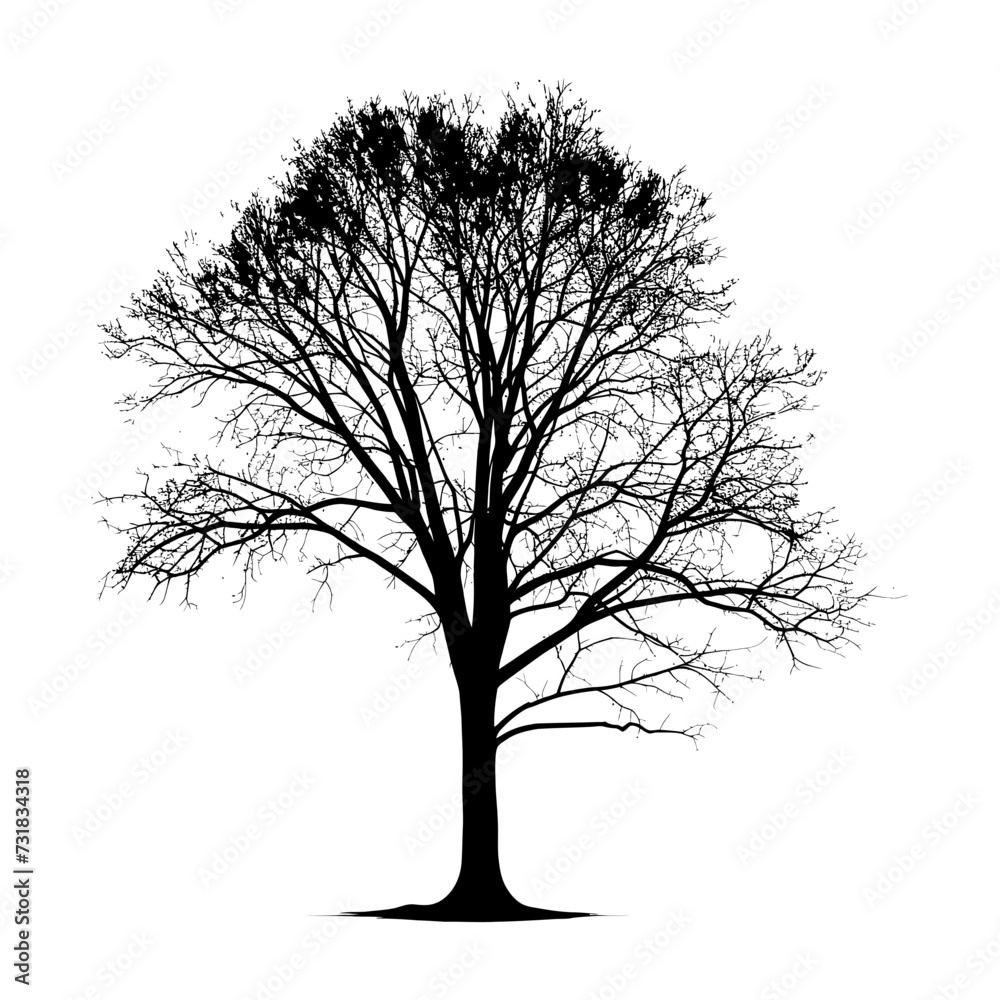 Obraz premium Silhouette tree nature black color only