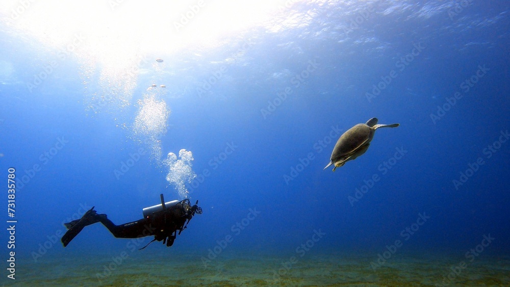 Fototapeta premium Scuba diver in full gear swimming underwater in a tropical ocean habitat chasing turtles