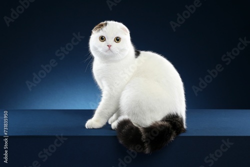 Adorable fluffy domestic feline in the studio against a dark blue background