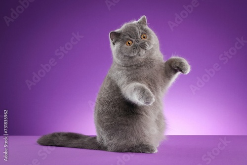 Fototapeta Naklejka Na Ścianę i Meble -  White and gray striped domestic cat stretching its paw against a purple background