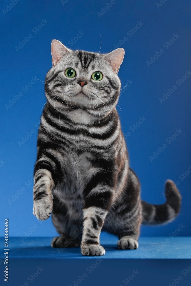 Fototapeta premium Adorable striped domestic feline in the studio against a dark blue background