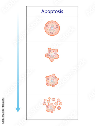 Apoptosis. Programmed cell death. Aging process in cells. Stages of apoptosis, normal cell, shrinkage, membrane blebbing, cell breaks into apoptotic bodies and phagocytosis. vector illustration.
