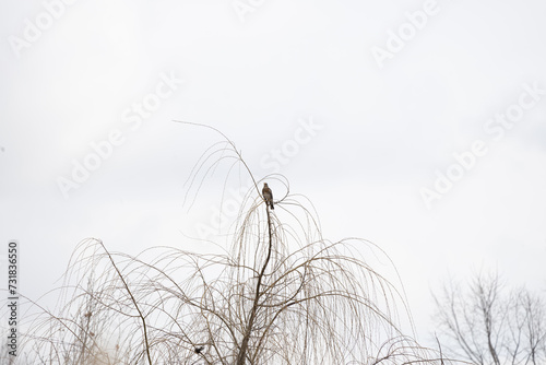 Bilde på lerret Alcedo atthis, bird, Common kingfisher