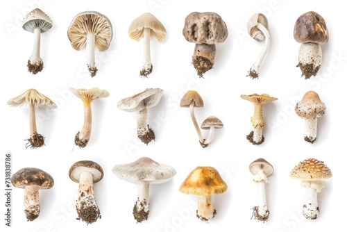 Various types of mushrooms isolated on a white background