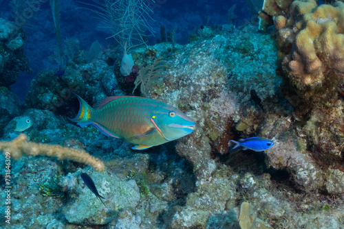 Grand Cayman Scuba Diving Photos © Richard