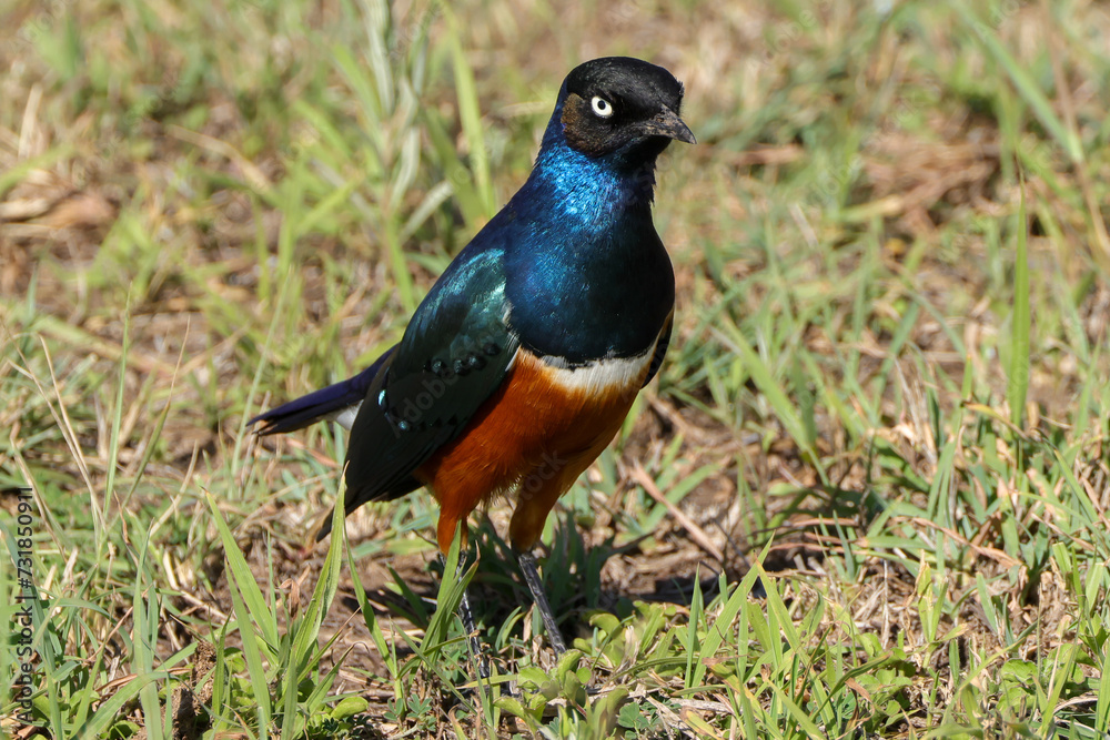 superb starling in Maasai Mara NP superb starling in Maasai Mara NP