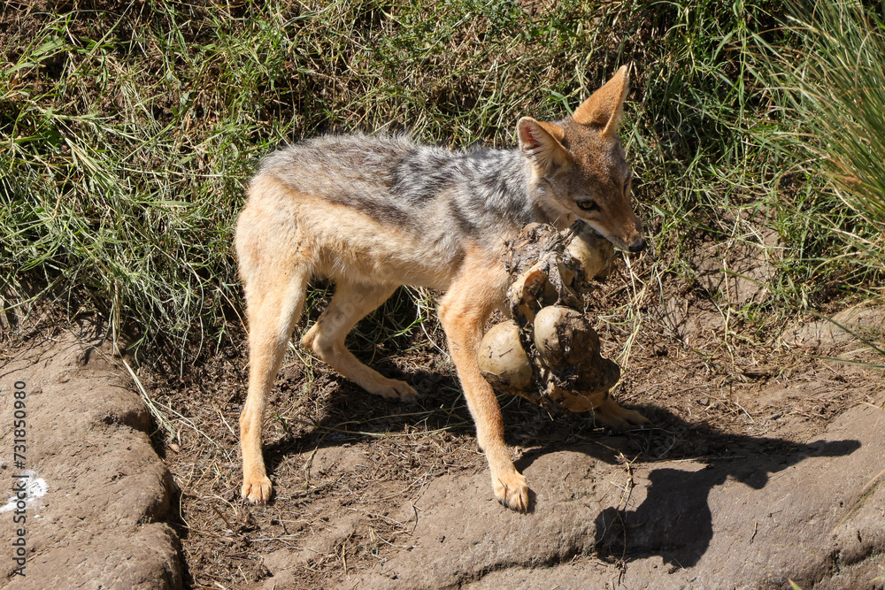 Fototapeta premium black backed jackal found a big bone