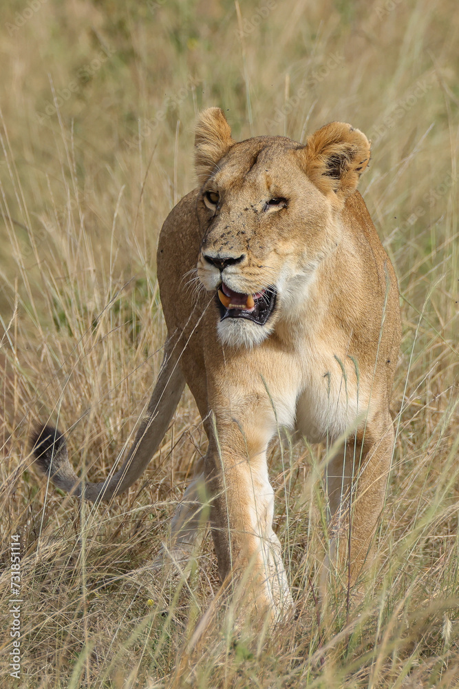 a lioness in the grasslands of Maasai Mara NP a lioness in the grasslands of Maasai Mara NP