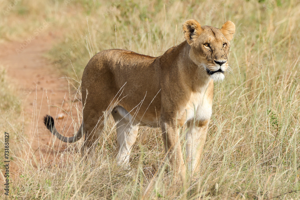 a lioness in the grasslands of Maasai Mara NP a lioness in the grasslands of Maasai Mara NP
