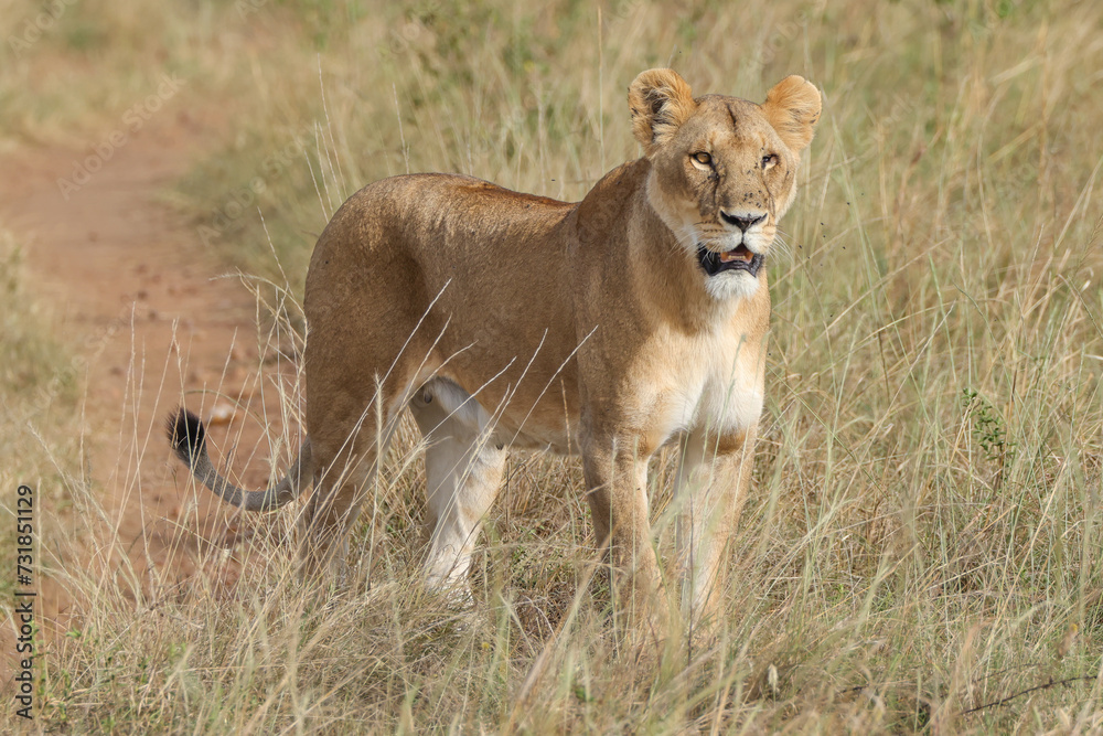 a lioness in the grasslands of Maasai Mara NP a lioness in the grasslands of Maasai Mara NP
