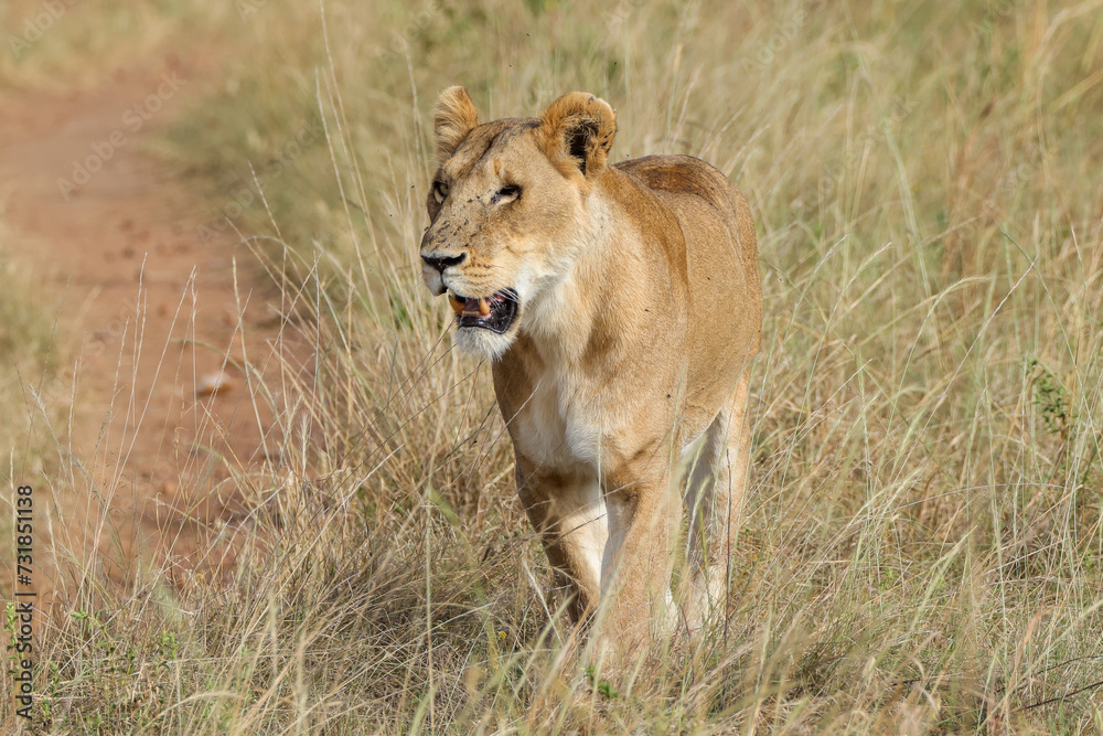 a lioness in the grasslands of Maasai Mara NP a lioness in the grasslands of Maasai Mara NP