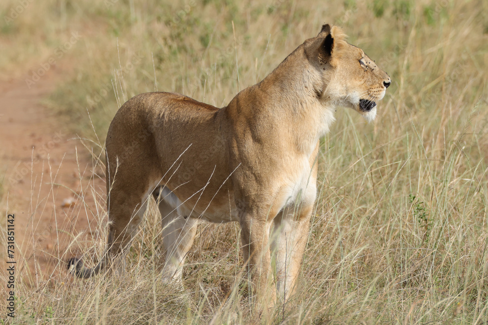 a lioness in the grasslands of Maasai Mara NP a lioness in the grasslands of Maasai Mara NP