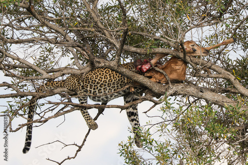 leopard with its prey on a tree in Maasai Mara NP