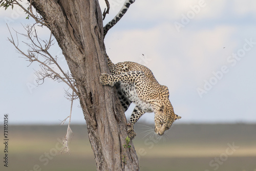 Fotografie leopard jumps of a a tree in Maasai Mara NP