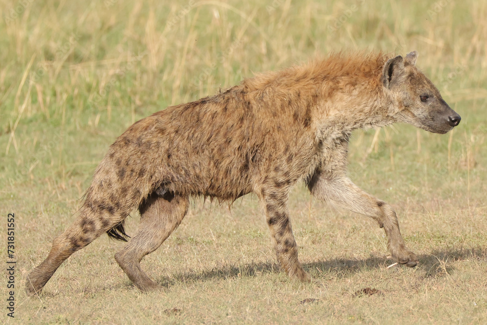 hyena on the hunt in Maasai Mara NP hyena on the hunt in Maasai Mara NP