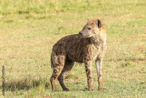 hyena on the hunt in Maasai Mara NP © Marcel