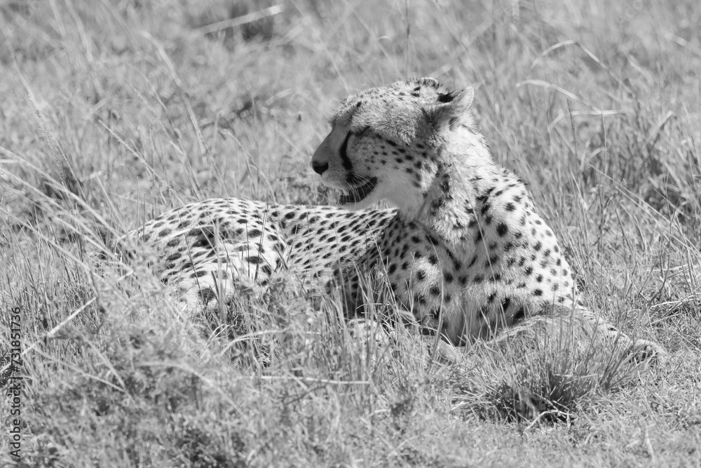 Naklejka premium cheetah in black and white