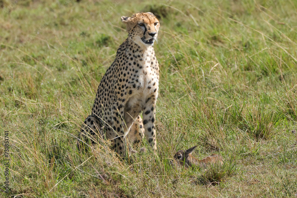 cheetah with a living young thompson gazelle in Maasai Mara NP cheetah with a living young thompson gazelle in Maasai Mara NP