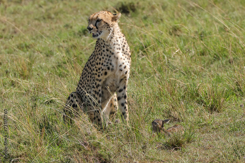 cheetah with a living young thompson gazelle in Maasai Mara NP