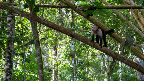 capuchin monkey on a tree