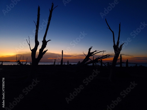 tree skeletons on a sunset