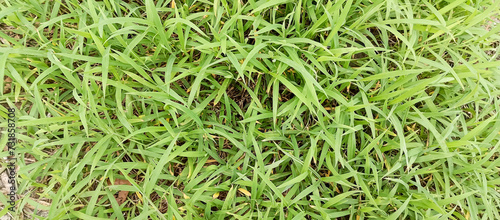 Green grass plants