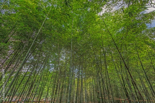 Image of a densely overgrown, glowing green bamboo forest