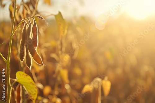 mature soybean plant with pods ready for harvest
