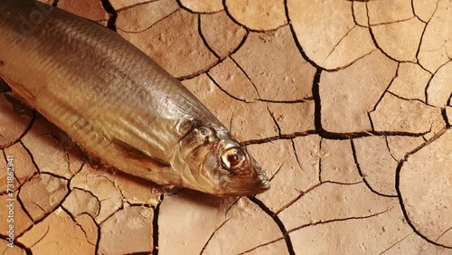  impact of droughts on fish. fish died on cracked soil time lapse. climate change, drought, river dried up, famine, water scarcity. natural destruction and extinction. fish out of water