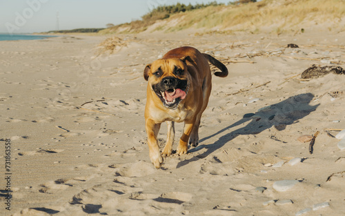 happy dog on the beach