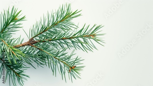 branch of a pine for Christmas tree decoration  copy space ready
