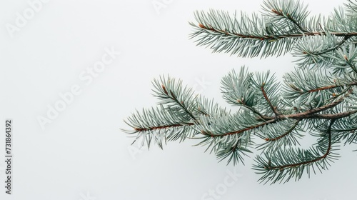 branch of a pine for Christmas tree decoration  copy space ready