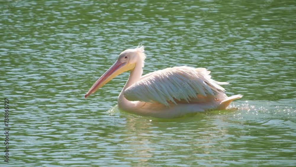 A pelican is swimming in a lake with a long beak A pelican is swimming in a lake with a long beak