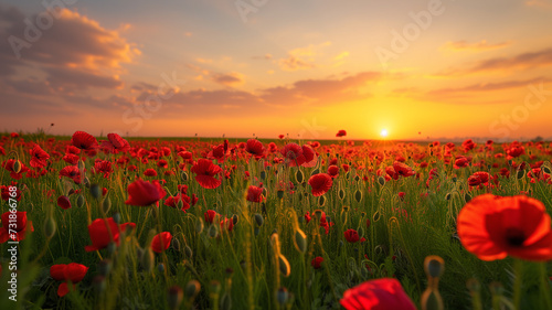 Tranquil Meadow  Colorful Poppies Bloom under Pastel Sunset