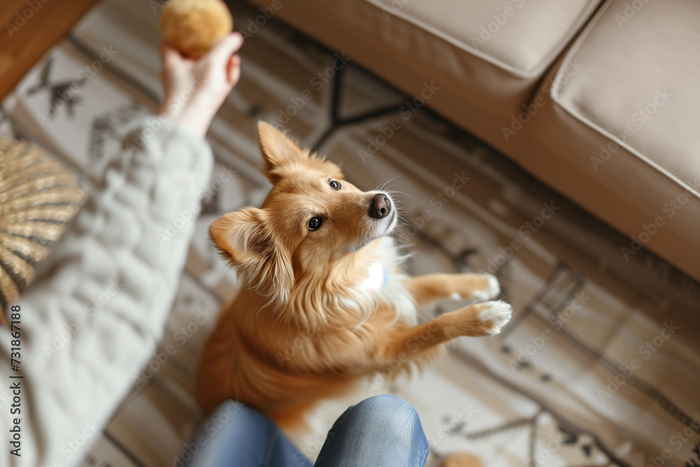 Pet Playtime,Joyful Moments with Dog or Cat in Living Room Pet Playtime,Joyful Moments with Dog or Cat in Living Room